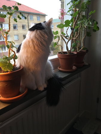 Citrus vill inte vara med på bild