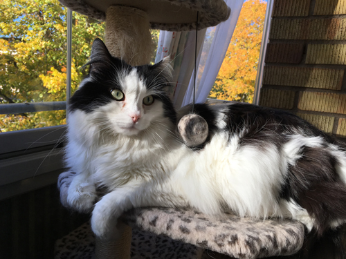 Lucifer på bakongen