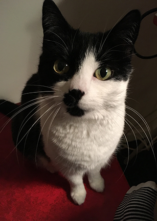 Mini på kökssoffan