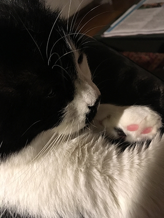 Mini med rosa trampdyna