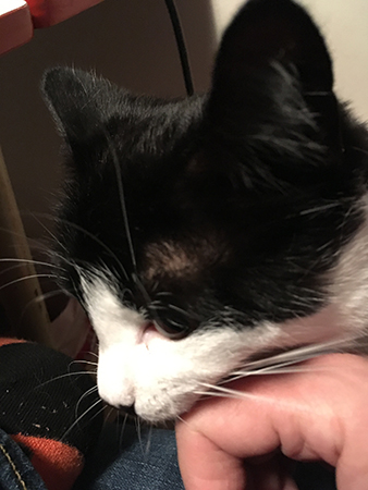 Mini vid frukostbordet måndag morgon