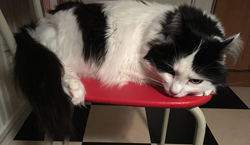 Lucifer på köksstol