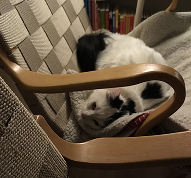 Citrus i Bruno Mathssonfåtölj