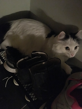 Citrus på skohyllan