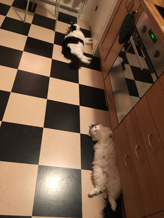 Liggande matkö Lucifer och Citrus