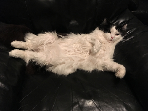 Lucifer utsträckt i fåtölj