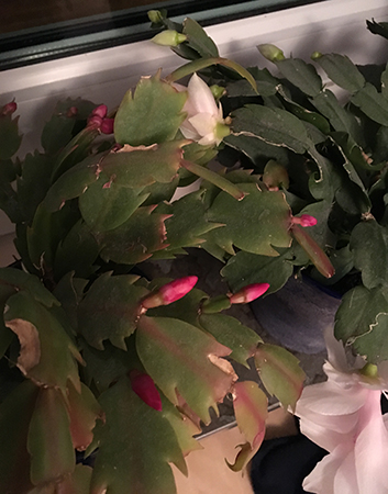 Röda knoppar på novemberkaktus