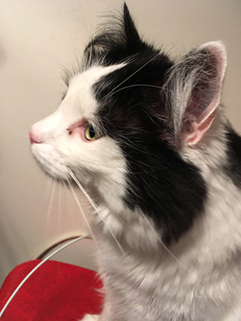 Lucifer med mig vid köksbordet