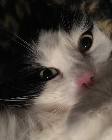 Lucifer uppspärrade ögon