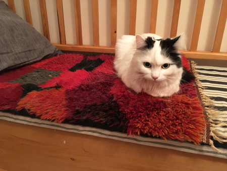 Citrus på pappas rya på kökssoffan