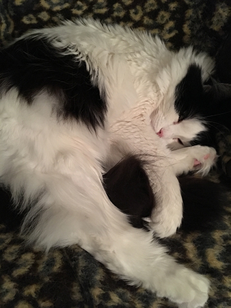 Lucifer i stolen i hallen