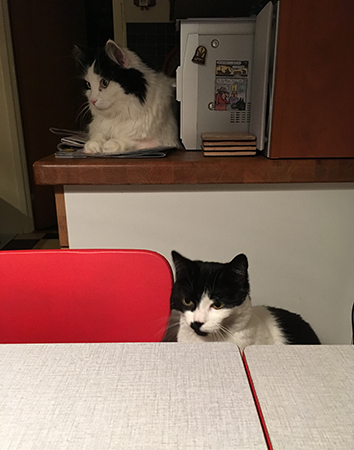 Lucifer och Mini bevakar frukostbordet