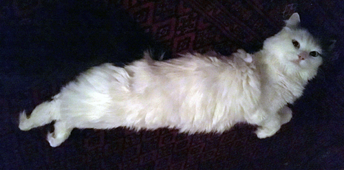 Citrus på röda mattan