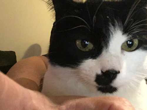 Mini på min arm i bästefåtöljen