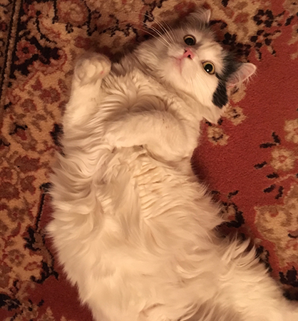 Citrus på rosa mattan