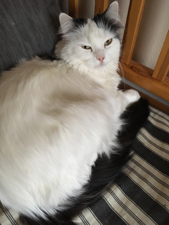 Citrus slappar i kökssoffan