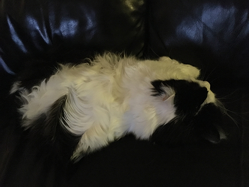 Lucifer sover raklång i soffan