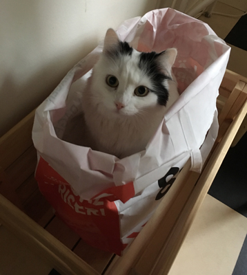 Citrus i tidningspåsen