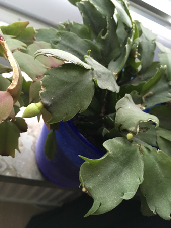 Knoppar på novemberkaktus