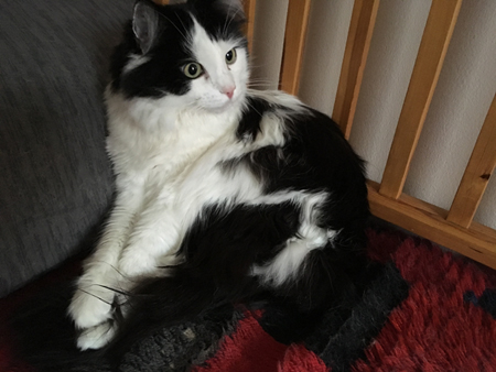 Lucifer på pappas ryamatta