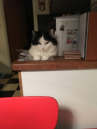 Lucifer på köksbänk