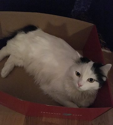 Citrus i Förenade Carelådan