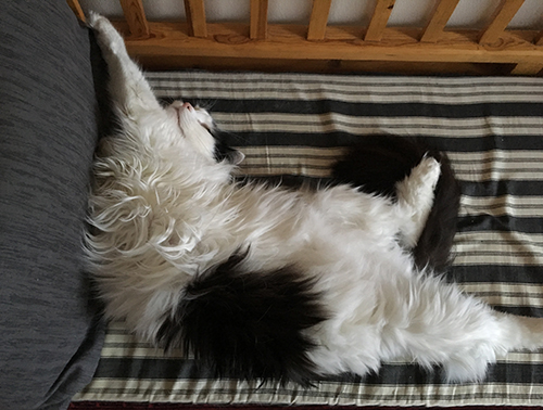 Lucifer sträcker ut sig på Annas kökssoffa