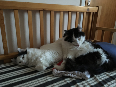 Tisslingarna softar på kökssoffan