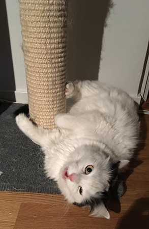 Citrus vid klösstolpen