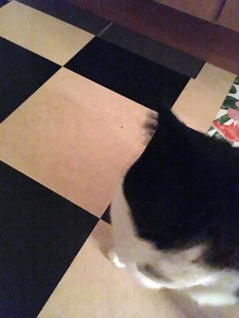 Mini vill inte vara stilla