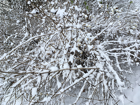 Snöig buske