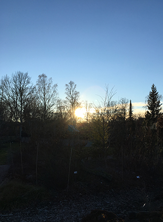 Solen går ner bakom träden