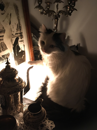 Citrus på ekbyffén