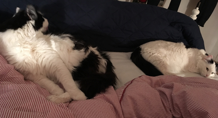 Lucifer och Citrus i vår säng