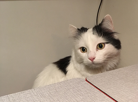 Citrus med sladd i huvudet