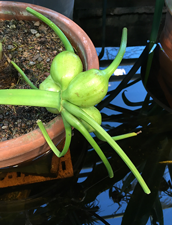 Knölig växt i Tropiska växthuset 5 dec 2018