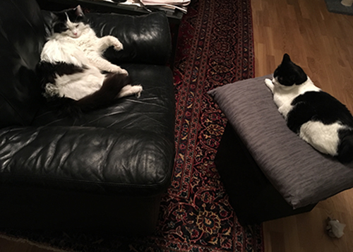 Lucifer och Mini i vardagsrummet