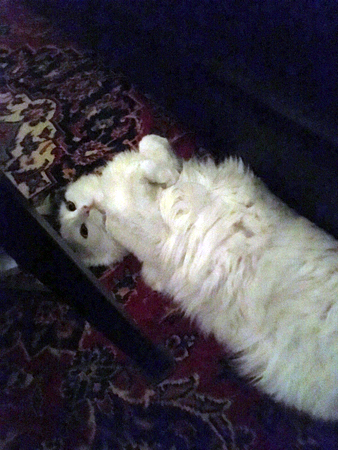 Citrus på vardagsrumsmattan