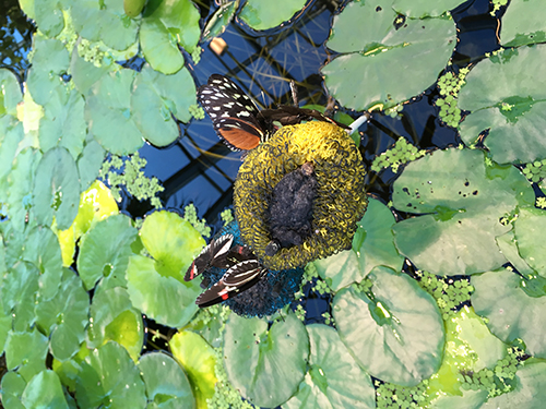 Fjärilar i Victoriadammen Tropiska växthuset 5 dec 2018