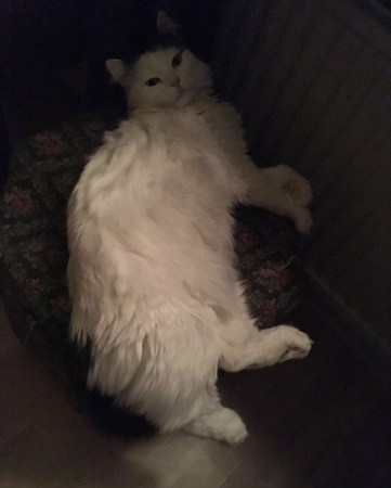 Citrus ligger på sypuffen