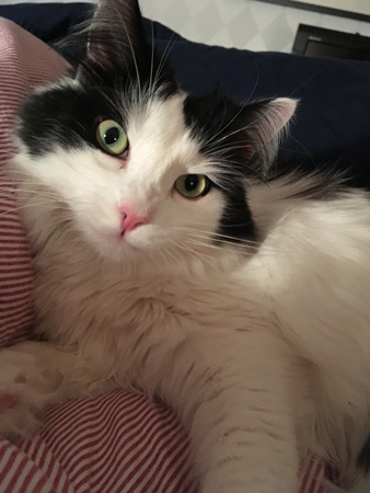 Lucifer i vår säng