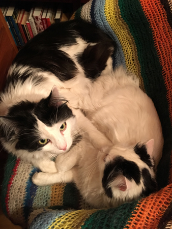 Lucifer och Citrus i skrivbordsstolen