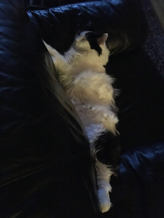 Lucifer sover i Annas fåtölj