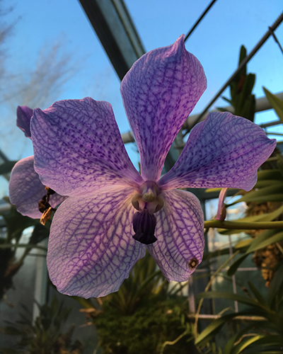 Blå orkidé i Tropiska växthuset 5 dec 2018