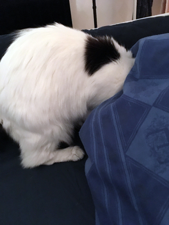 Citrus på väg in under täcket