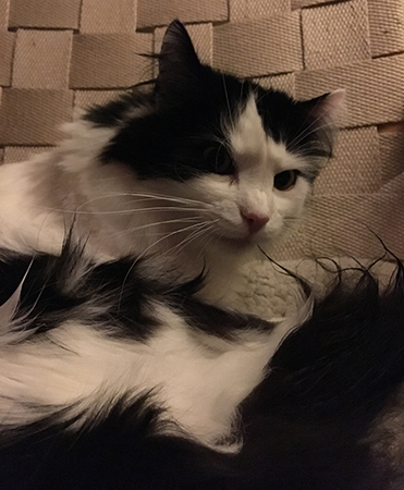 Lucifer tvättar sig i Bruno Mathssonfåtölj