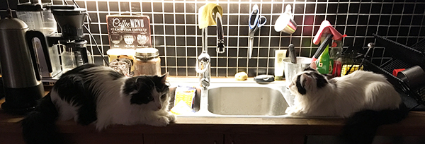 Lucifer och Citrus på köksbänken