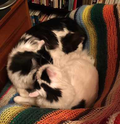 Lucifer och Citrus sover i skrivbordsstolen