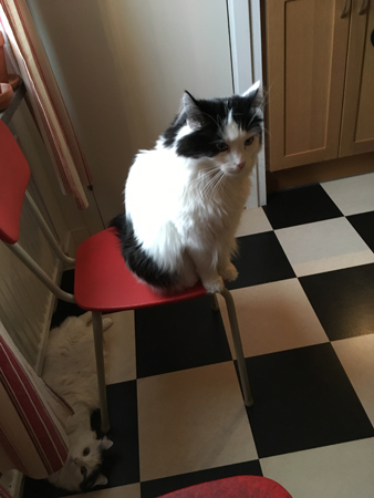 Citrus och Lucifer frukostuppvaktning