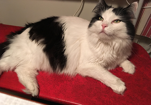 Lucifer kisar på röda kökssoffan